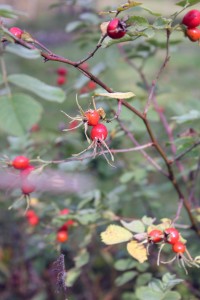 IMG_9460
