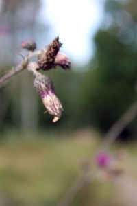IMG_9461